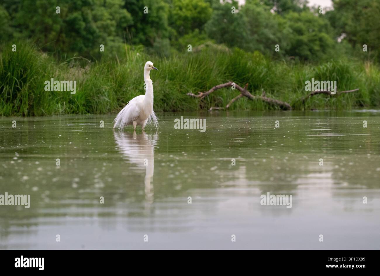 Héron blanc (Ardea alba), anciennement connu comme le grand héron blanc, en plumage de reproduction Banque D'Images