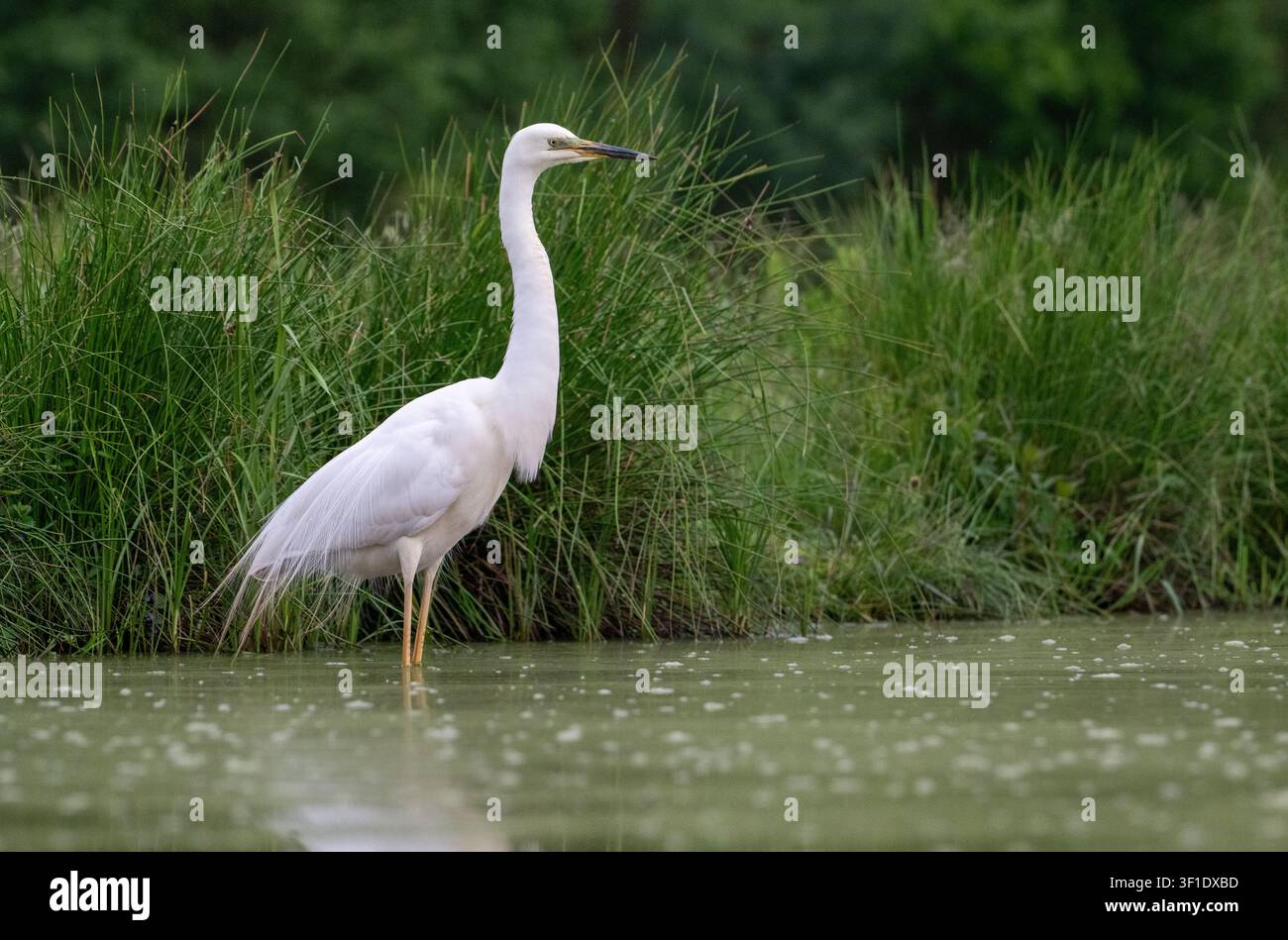 Héron blanc (Ardea alba), anciennement connu comme le grand héron blanc, en plumage de reproduction Banque D'Images