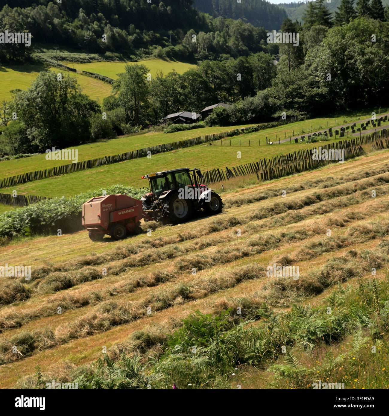 Bâchage du foin au Pays de Galles pour l'alimentation du bétail montrant des machines. Banque D'Images