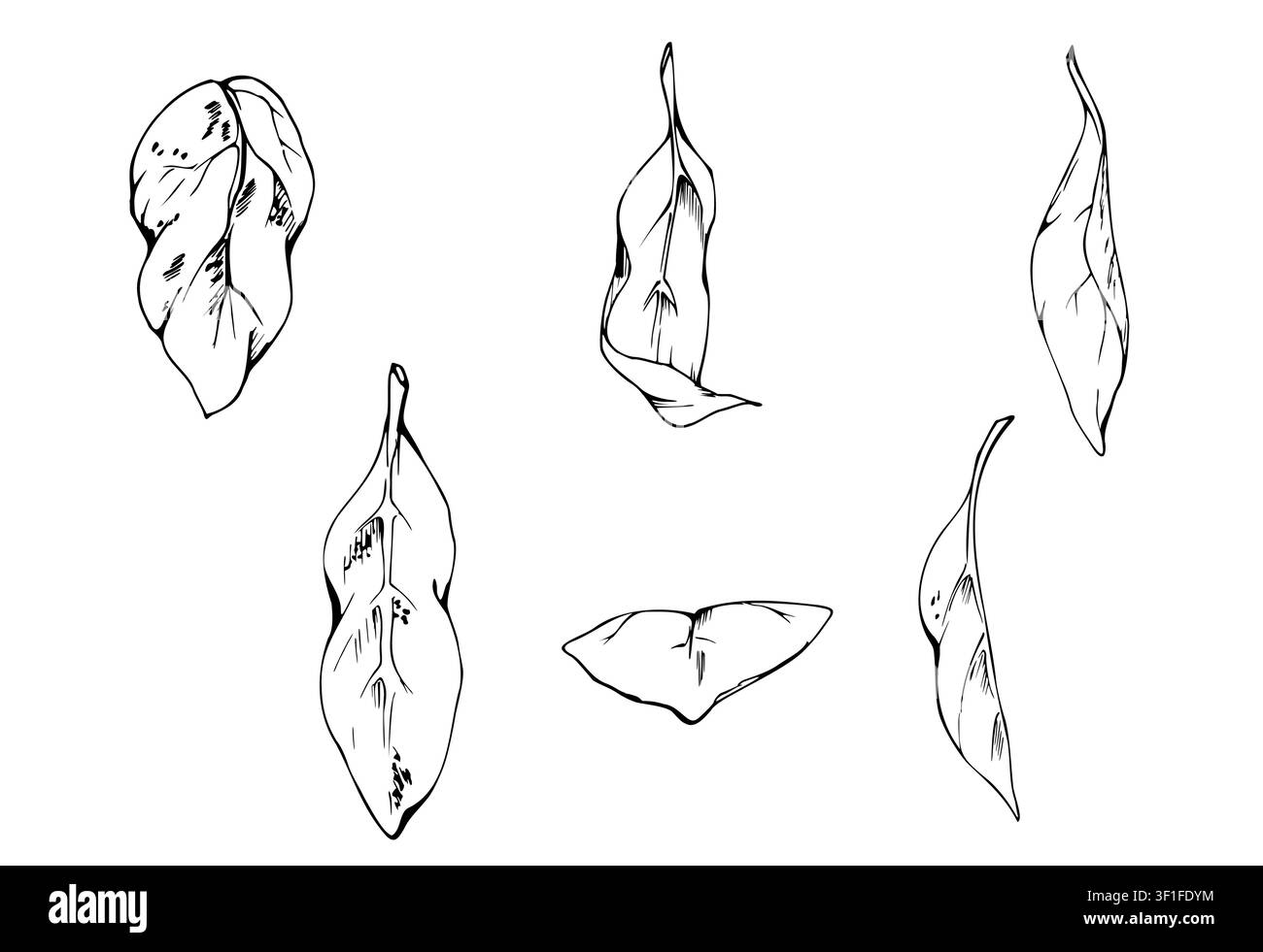 Baie de forêt, arbre ou buisson, feuillage d'arbuste, fleur feuille réaliste, plantes de verger. Élément unique, illustration botanique isolée dessinée à la main en vecteur Illustration de Vecteur