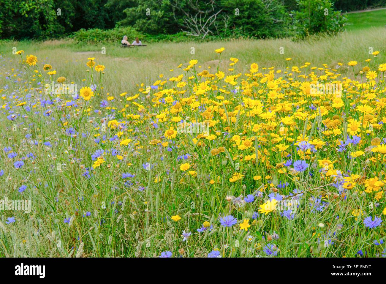 Soucis jaunes et bleuets bleus poussant sur Hampstead Heath, Londres, Royaume-Uni Banque D'Images
