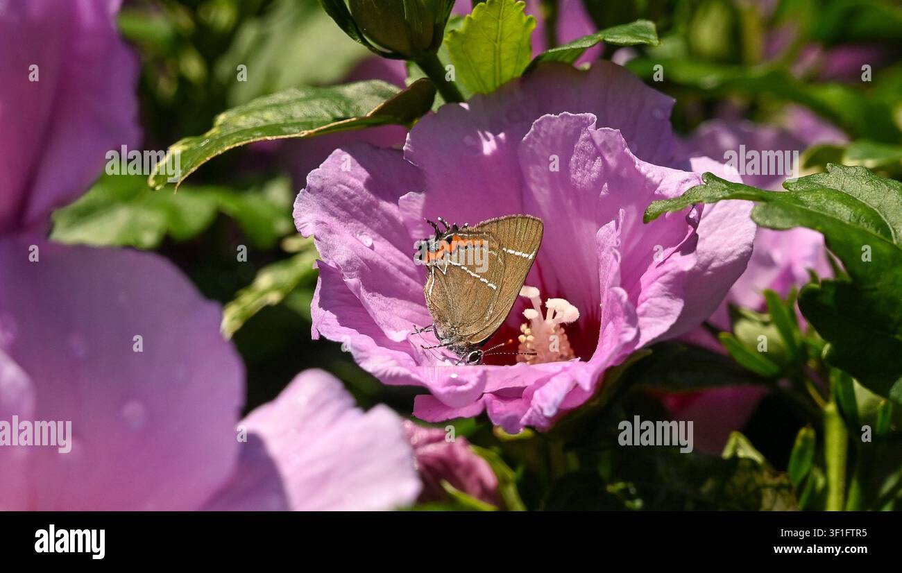 Papillon White-letter Hairstreak (Strymonidia w-album) reposant sur un hibiscus rose en pleine floraison pendant l'été dans un petit jardin urbain à Brighton, Sus Banque D'Images