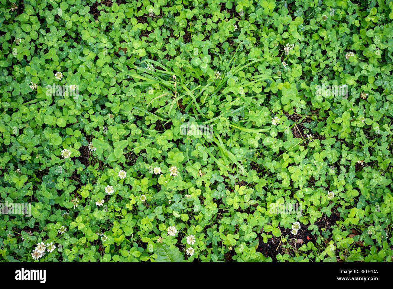 Vue aérienne de trèfle blanc avec des feuilles vertes rondes et de petites fleurs blanches poussant dans l'herbe. Texture de couverture terrestre luxuriante Banque D'Images
