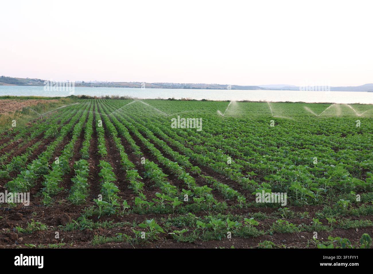 Système d'irrigation par arrosage avec des sprinklers arrosant de jeunes plants de tournesol verts alignés près d'un lac Banque D'Images