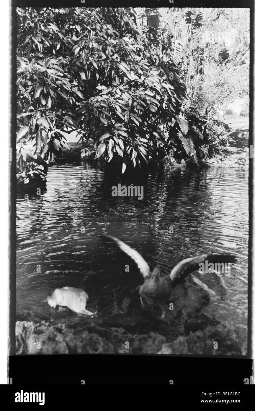 Photographie sur film monochrome granuleuse d'oiseaux aquatiques au bord d'un étang réfléchissant encadré par une végétation tropicale dense et une ombre profonde. Banque D'Images