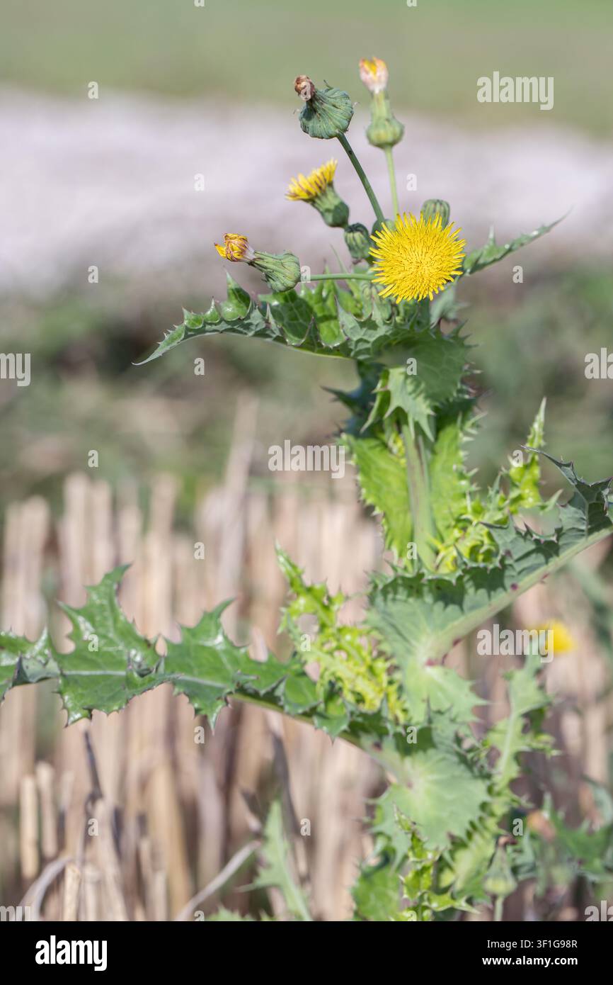 Le laiteron épineux (Sonchus asper). Banque D'Images
