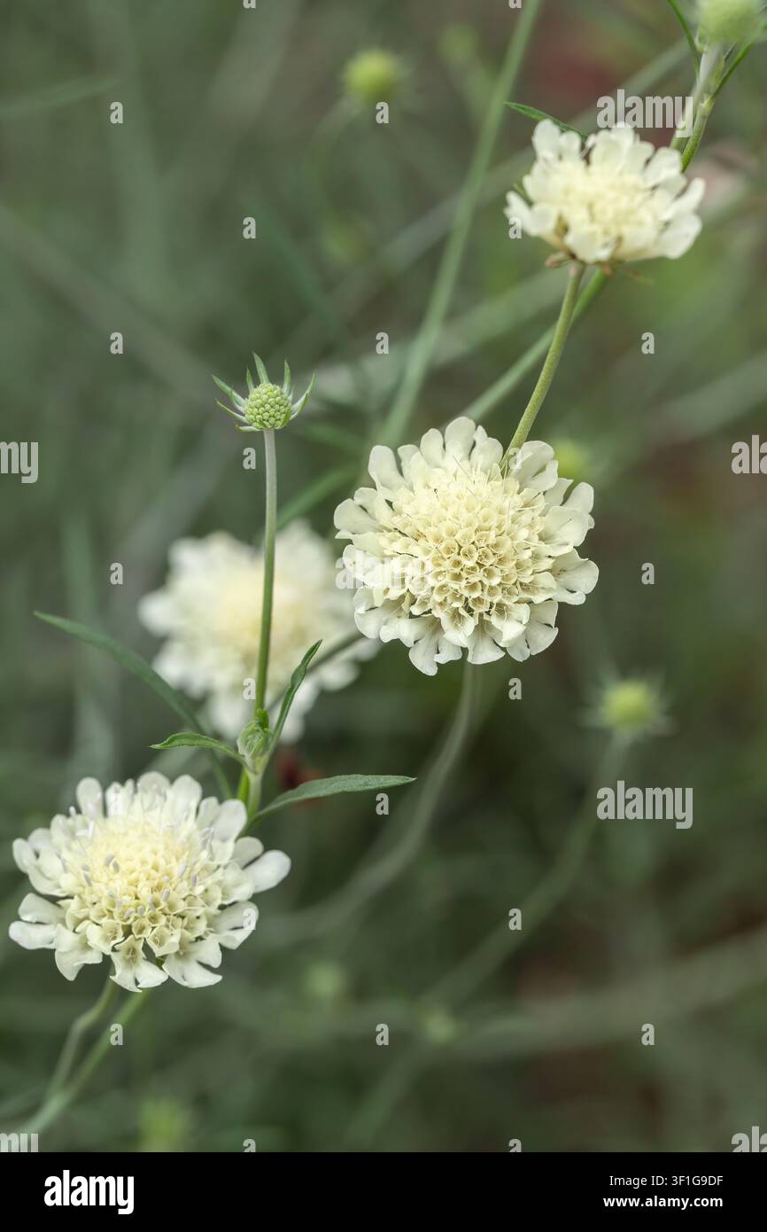Scabieuse petite en fleurs (Scabiosa columbaria). Gros plan. Banque D'Images