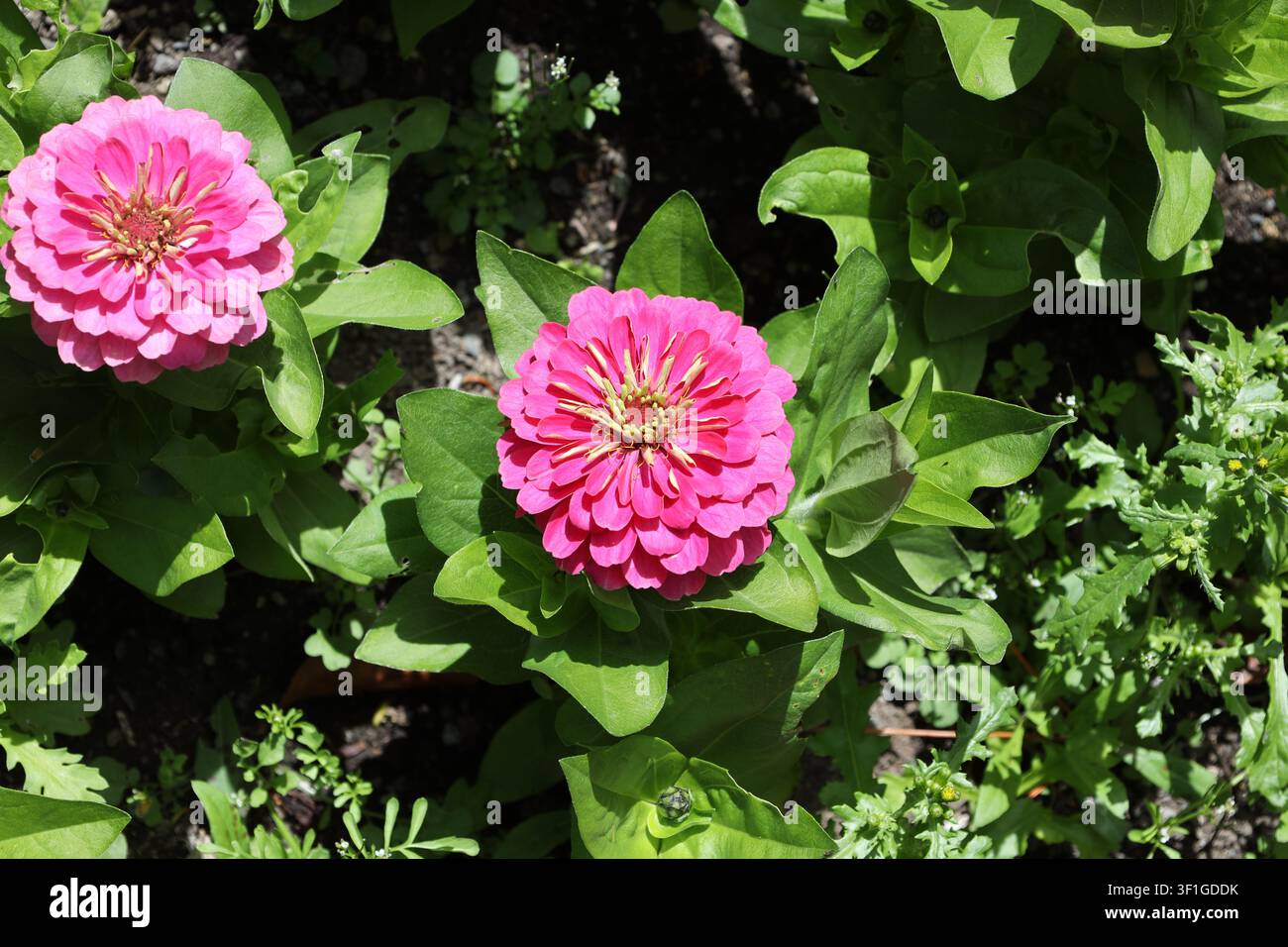 paire de fleurs, teinte rose vif, structure à double pétale, centre jaune, soleil éclatant (Zinnia-elegans, Benary's-Giant-Pink) ( gros plan) Banque D'Images