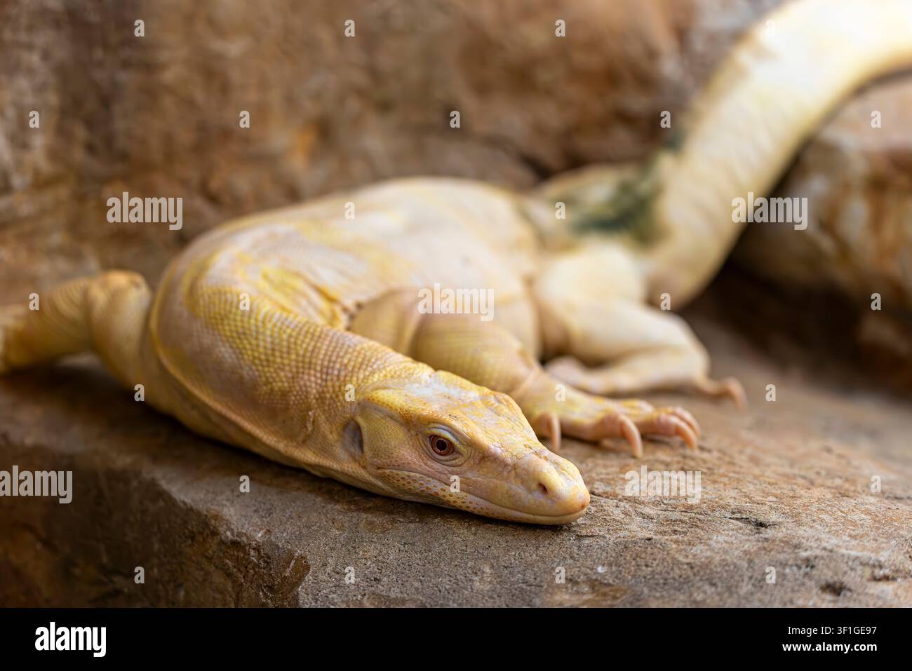 Un varan d'eau asiatique albinos (Varanus salvator) avec des écailles pâles et des yeux roses distinctifs. Banque D'Images