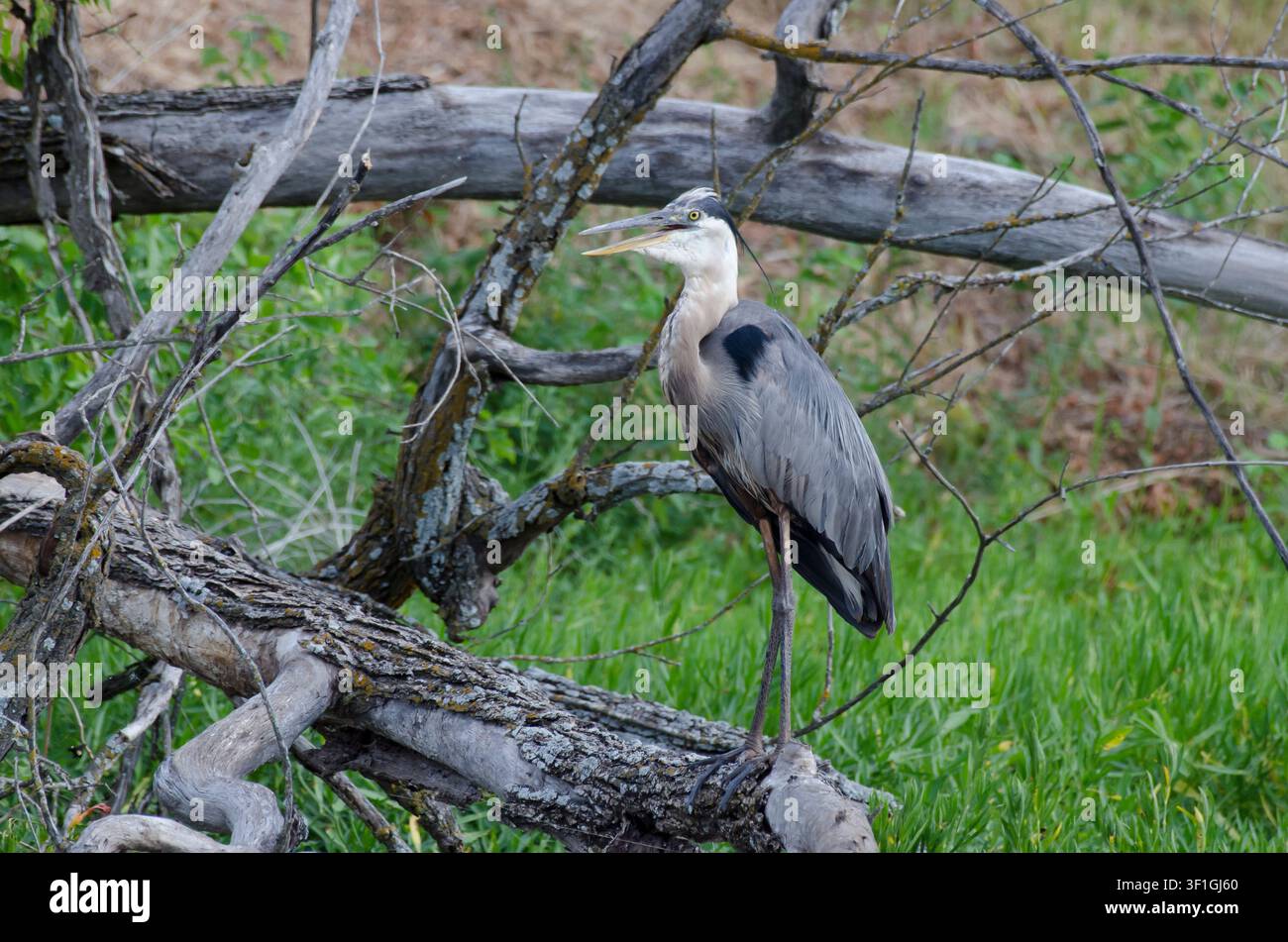 Héron bleu majeur, Ardea herodias, haletant sous la chaleur estivale Banque D'Images