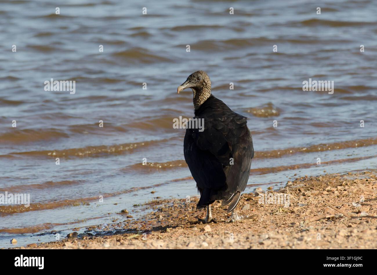 Vautour noir, Coragyps atratus, sur la plage Banque D'Images