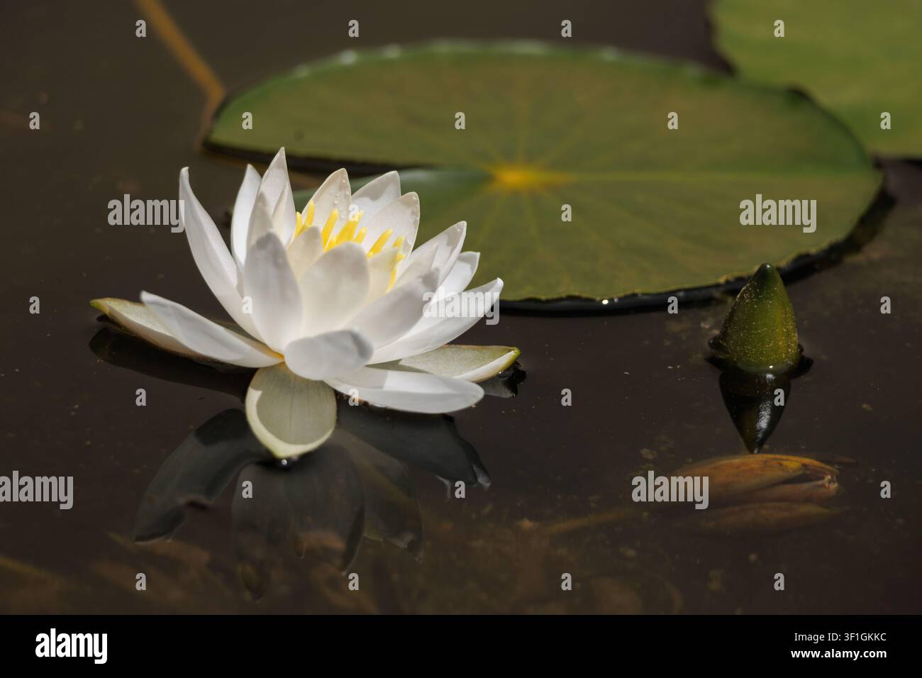 Une rose d'eau fleurit à la surface d'un étang tandis que des nénuphars l'entourent. Une journée chaude apporte de la lumière aux eaux paisibles. Banque D'Images