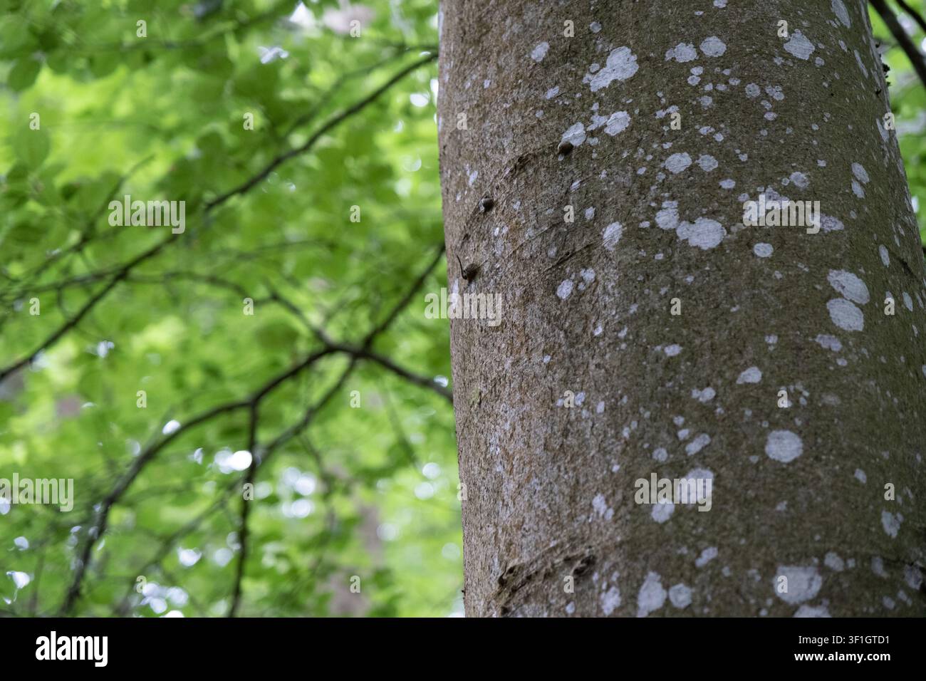Vue macro de la texture de l'écorce de hêtre montrant des cicatrices naturelles, une croissance de mousse et des motifs de lichens dans une forêt. Banque D'Images