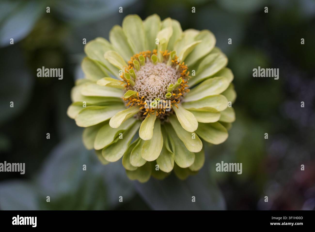 Photographie macro d'une fleur de Zinnia elegans vert citron montrant une structure complexe de pétales Banque D'Images