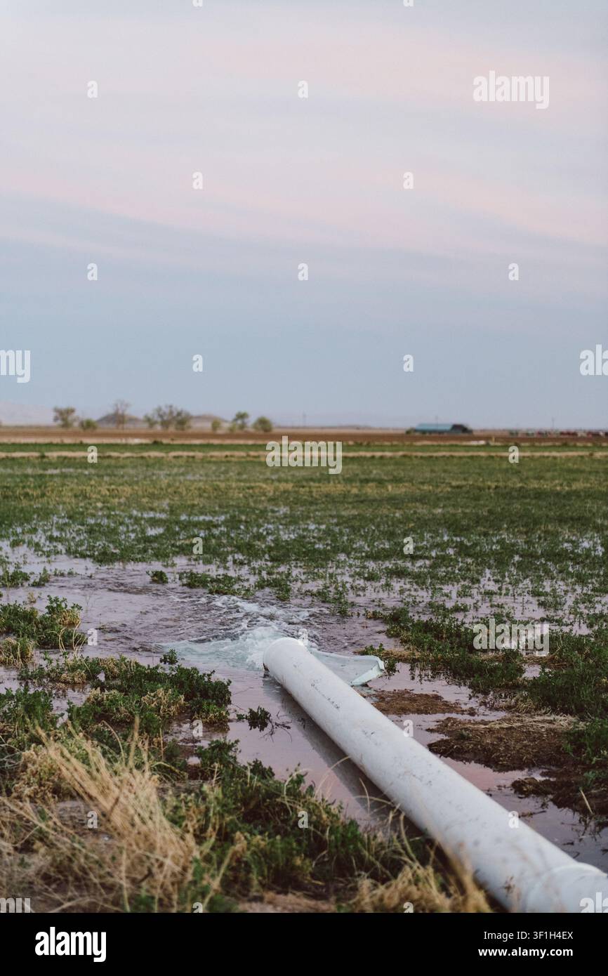 Tuyau d'irrigation traversant un champ de luzerne inondé sous un ciel pastel près de Dell City, comté de Hudspeth, Texas occidental, États-Unis. Banque D'Images