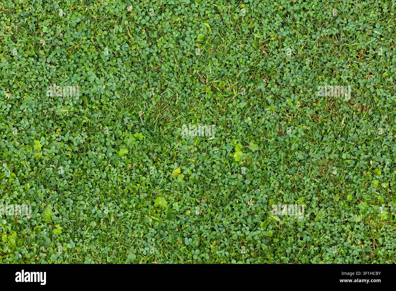 Trèfle vert dense et herbe fond naturel. Gros plan vu d'en haut de trèfle vert dense et d'herbe avec de petites feuilles, des mauvaises herbes dispersées et de minuscules blancs Banque D'Images