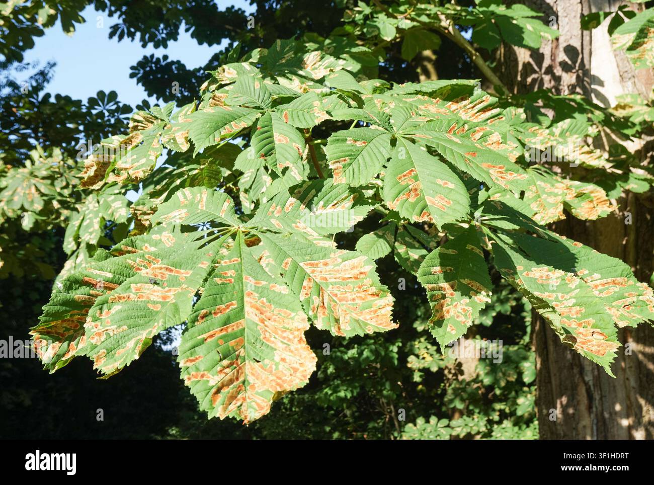 Dommages aux feuilles de marronnier causés par la mineuse du marronnier (Cameraria ohridella). Banque D'Images
