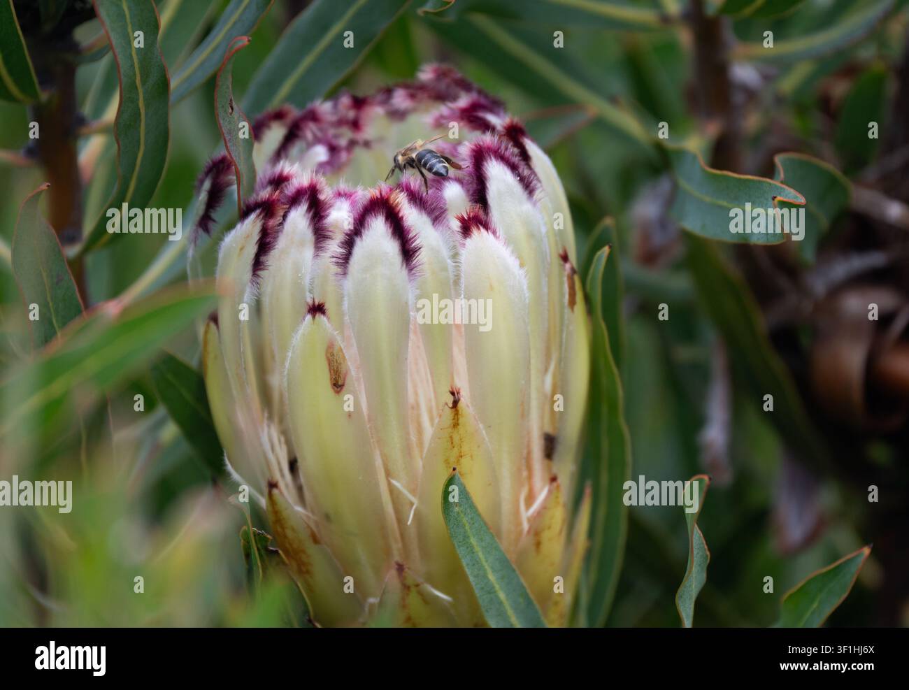 Une seule abeille se pose sur un gros bouton floral de protea présentant des bractées crème blanc à extrémités bordées de violet profond, entouré d'un feuillage gris-vert. Le cl Banque D'Images
