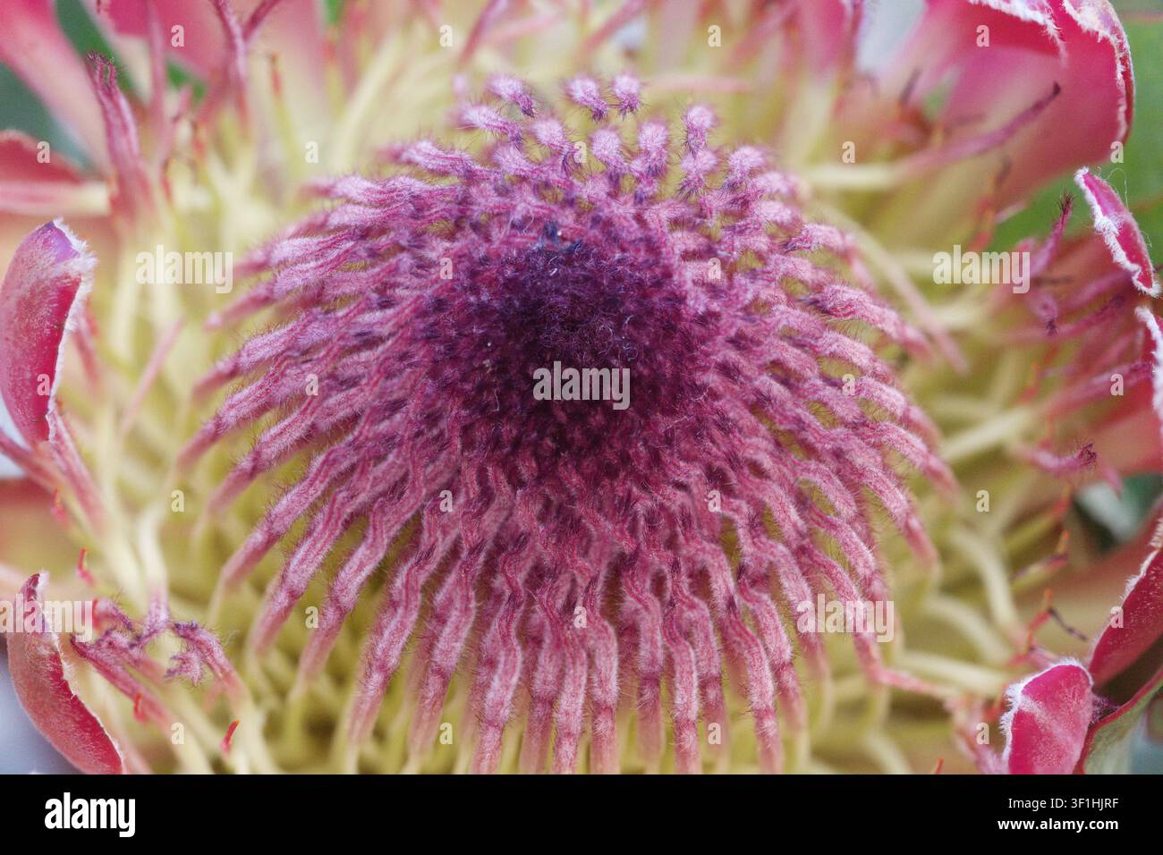 Un plan rapproché extrême saisissant d'une fleur de protea roi révélant les filaments poilus complexes et le dôme central violet foncé entouré de jaune pâle et Banque D'Images