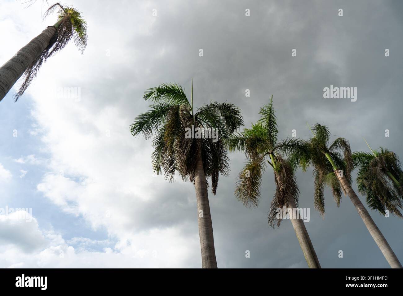 Grands palmiers contre un ciel nuageux et couvert. Banque D'Images