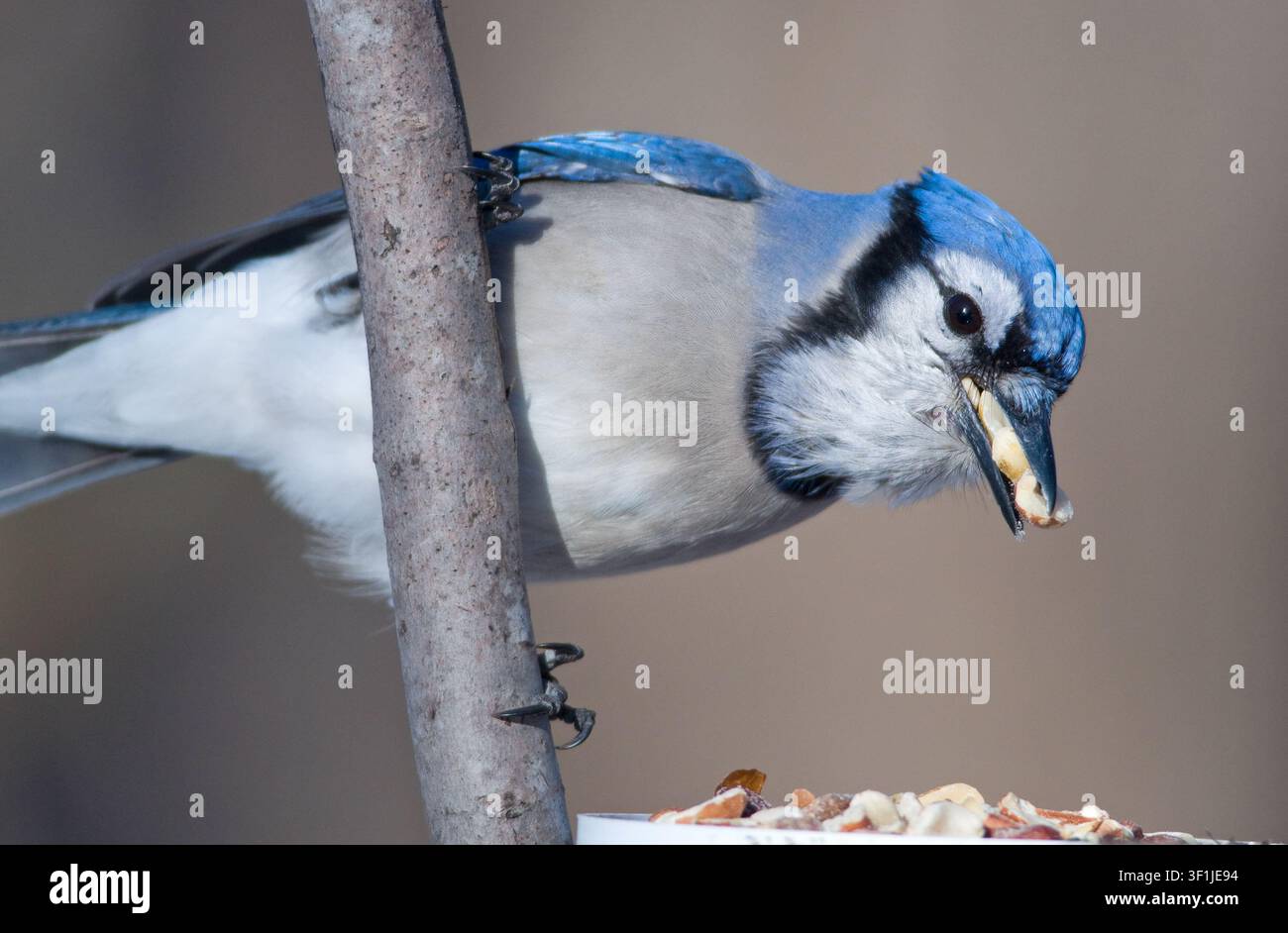 Photographie d'un magnifique geai bleu à une station d'alimentation du Midwest, remplissant son bec tout en accumulant des cacahuètes. Banque D'Images