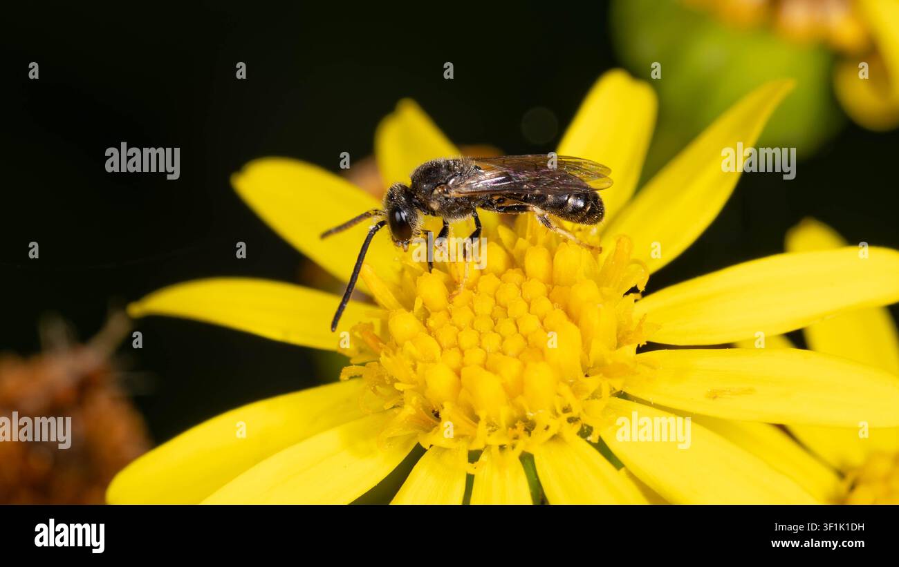 Biodiversité - Lasioglossum sexnotatum - Macro d'une très petite abeille sur une fleur jaune. Photo de haute qualité Banque D'Images