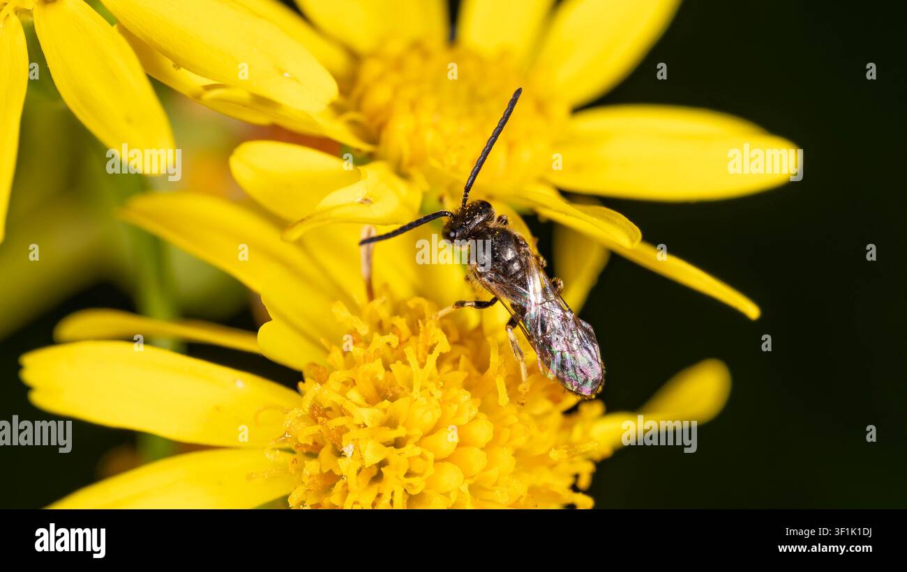 Biodiversité - Lasioglossum sexnotatum - Macro d'une très petite abeille sur une fleur jaune. Photo de haute qualité Banque D'Images