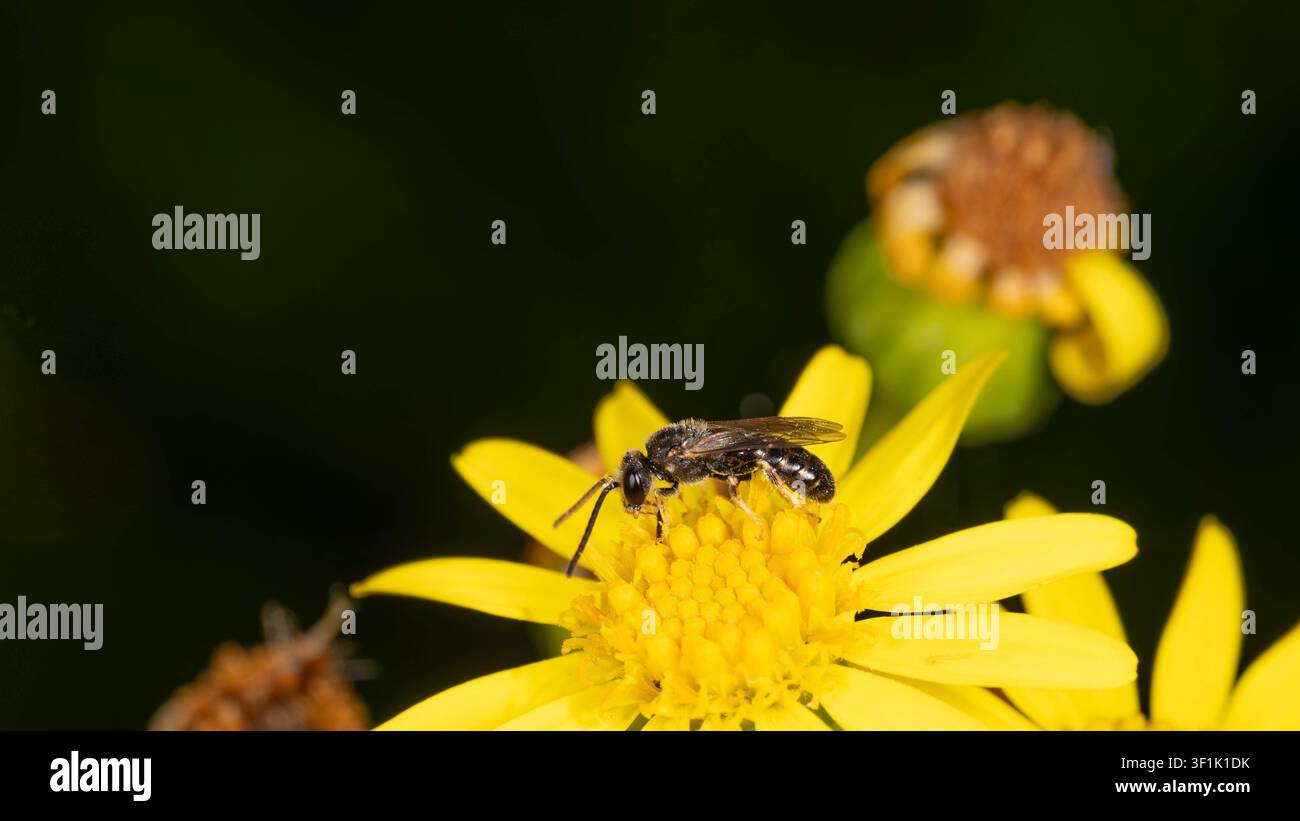 Biodiversité - Lasioglossum sexnotatum - Macro d'une très petite abeille sur une fleur jaune. Photo de haute qualité Banque D'Images