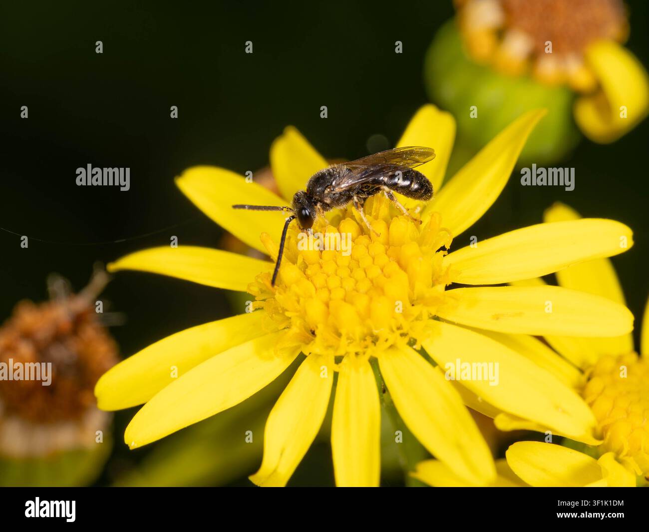 Biodiversité - Lasioglossum sexnotatum - Macro d'une très petite abeille sur une fleur jaune. Photo de haute qualité Banque D'Images