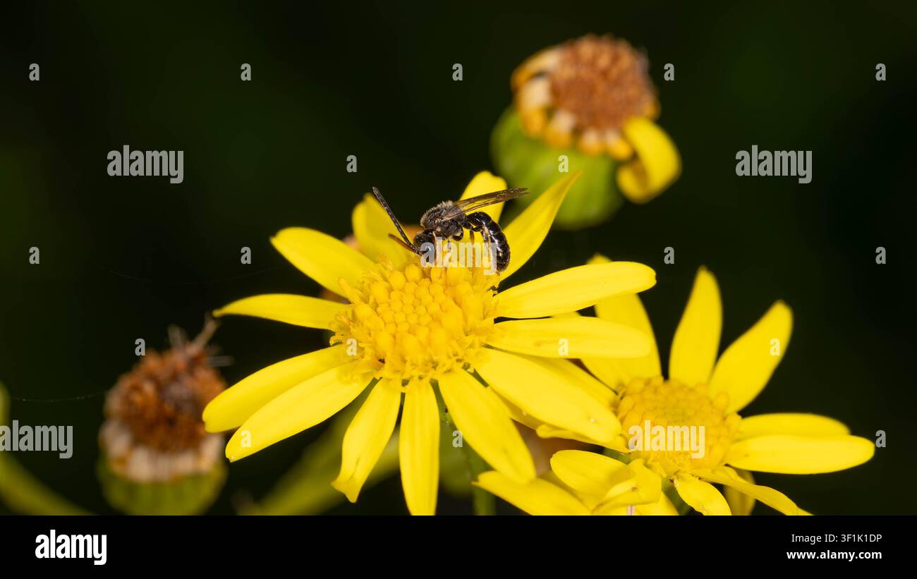 Biodiversité - Lasioglossum sexnotatum - Macro d'une très petite abeille sur une fleur jaune. Photo de haute qualité Banque D'Images