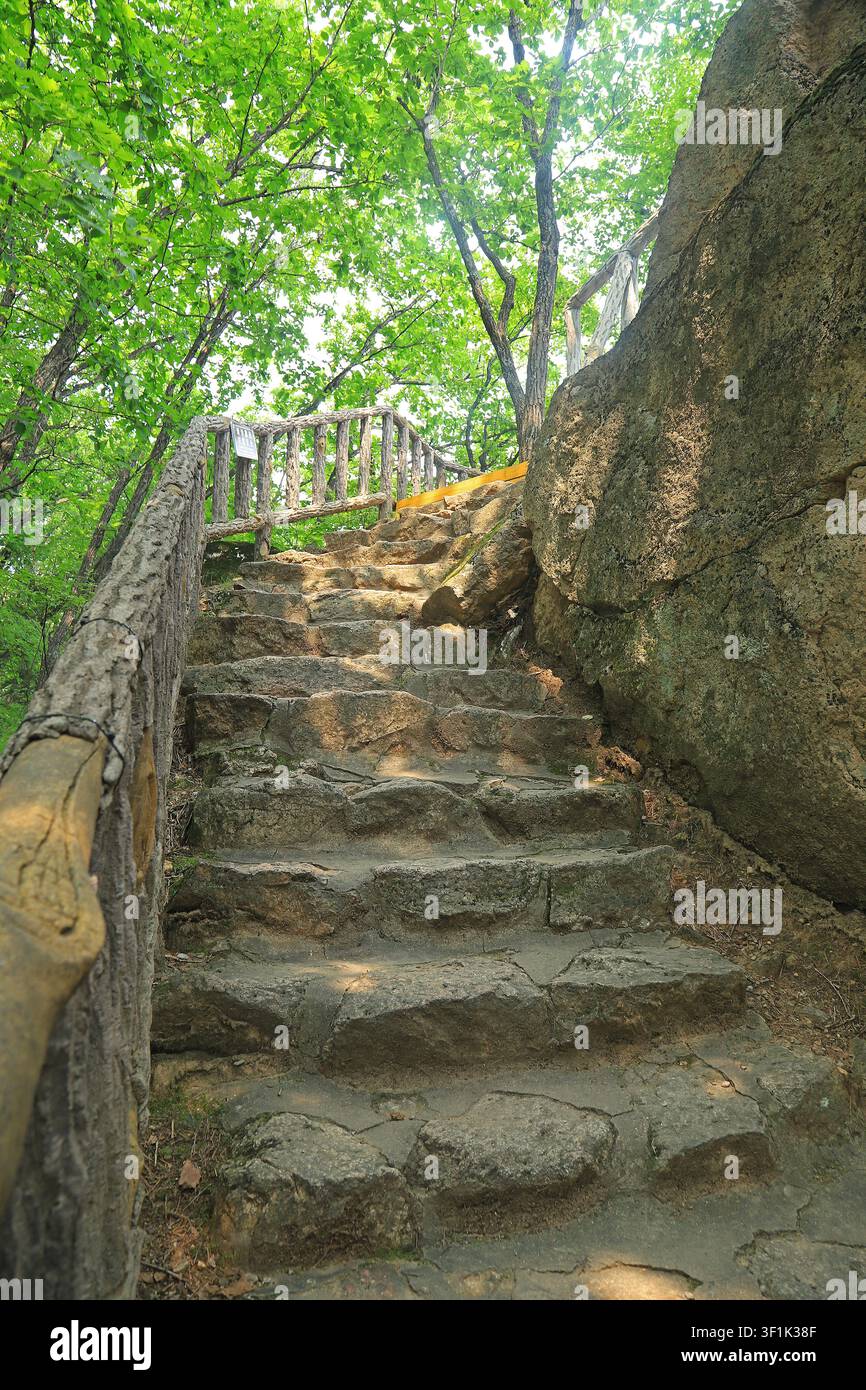 Vue ascendante d'un escalier en pierre robuste serpentant à travers une forêt luxuriante baignée de lumière. Les marches en pierre érodées sont bordées par une texture d'arbre Banque D'Images