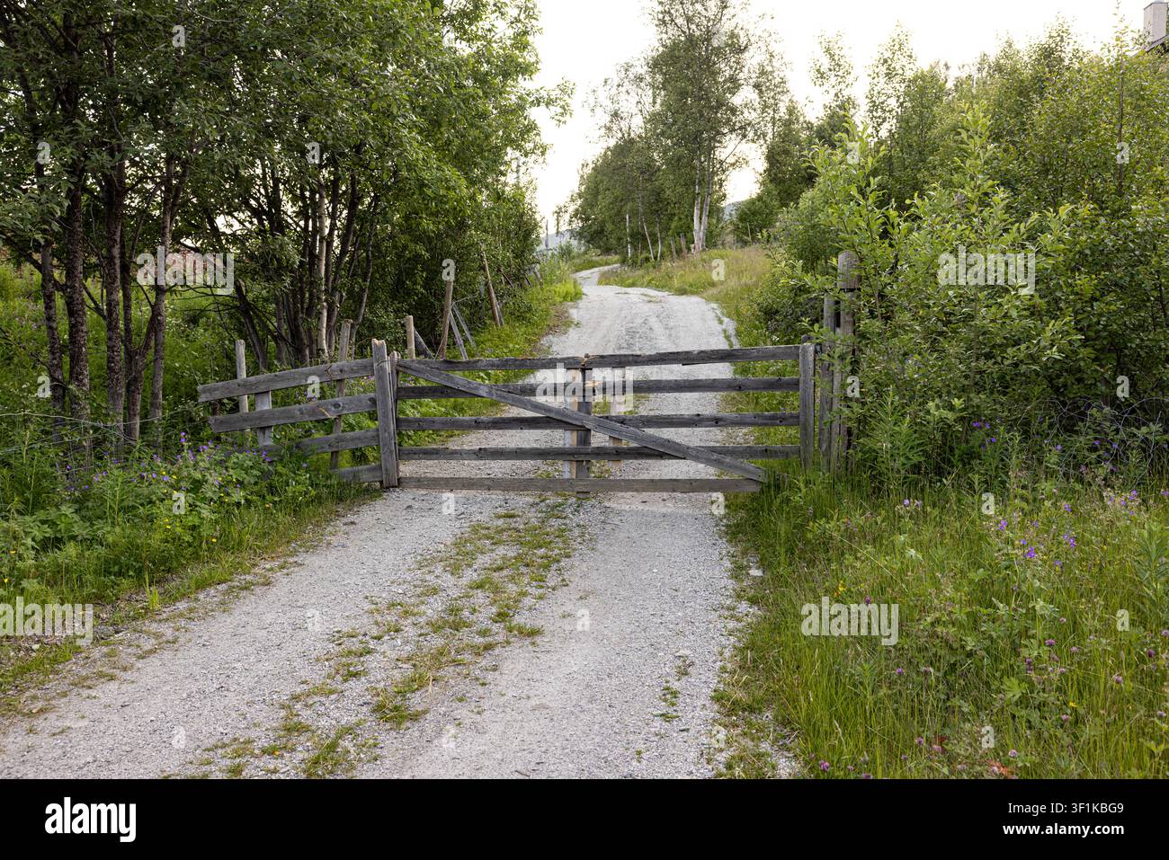 Une porte en bois rustique bloque le chemin de gravier à travers la verdure. La végétation ondule doucement à côté des poteaux de clôture usés. Des fleurs violettes fleurissent à proximité, ajoutant une touche douce Banque D'Images
