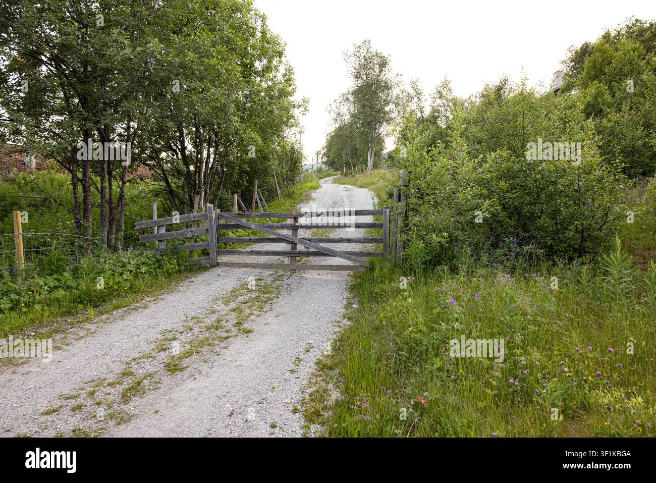 Une porte en bois rustique bloque le chemin de gravier à travers la verdure. La végétation ondule doucement à côté des poteaux de clôture usés. Des fleurs violettes fleurissent à proximité, ajoutant une touche douce Banque D'Images