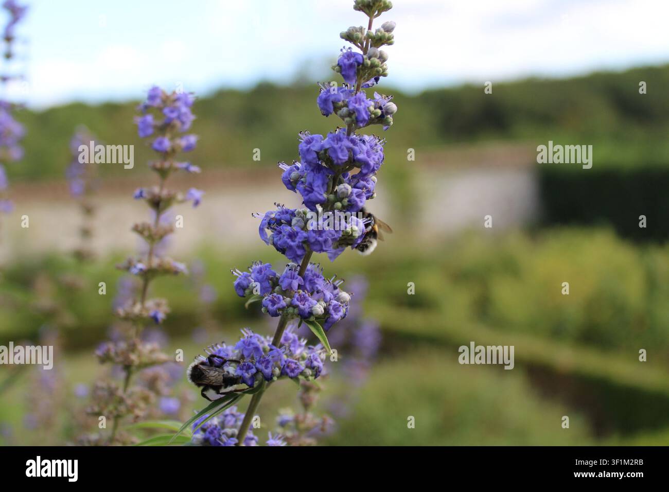 Tilleul chastetree, Chasteberry, Vitex agnus-castus, Lamiaceae Banque D'Images