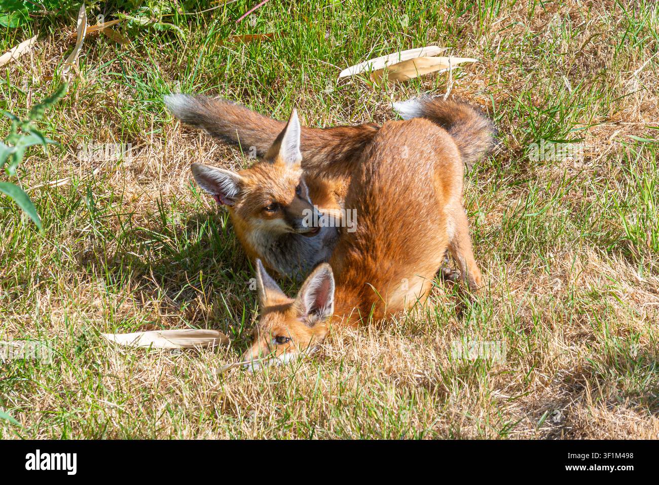 Deux louveteaux (Vulpes vulpes, renard roux) jouant, simulant un combat dans un jardin de banlieue en été, Angleterre, Royaume-Uni Banque D'Images