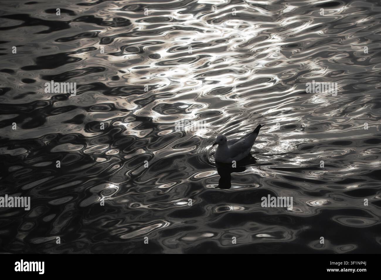 Mouette sur l'eau miroitante, La silhouette d'un oiseau est partiellement immergée dans un plan d'eau, la surface reflétant une lumière chatoyante, créant une abstraction Banque D'Images