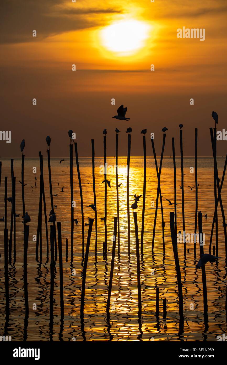 Couchant doré sur l'eau, des oiseaux en silhouette se perchent sur des poteaux en bois dans un plan d'eau calme alors que le soleil se couche, créant un spectacle de couleurs époustouflant Banque D'Images