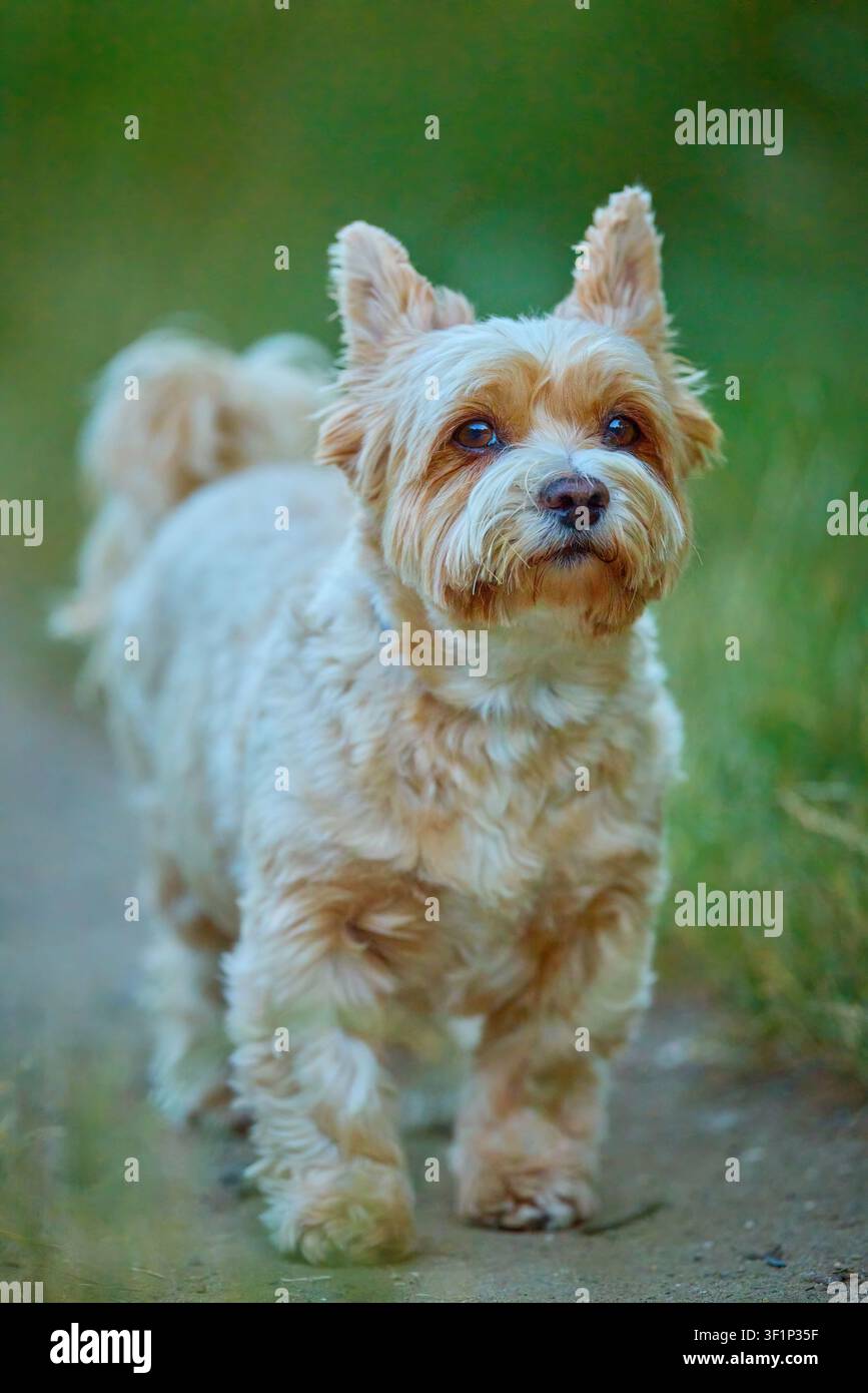 Yorkshire Terrier curieux observant les alentours sur un sentier dans l'herbe verte Banque D'Images