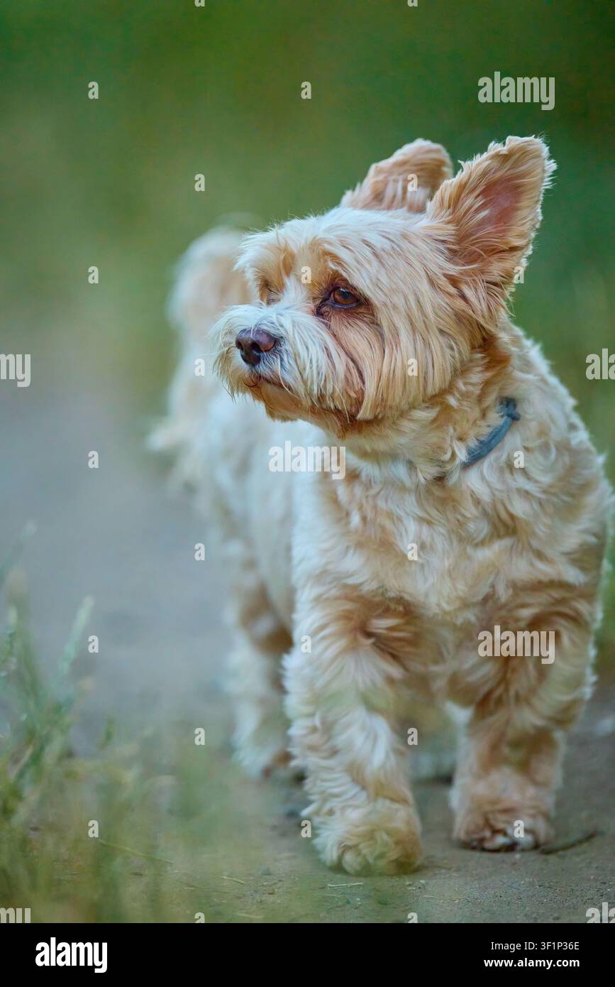 Yorkshire Terrier curieux observant les alentours sur un sentier dans l'herbe verte Banque D'Images