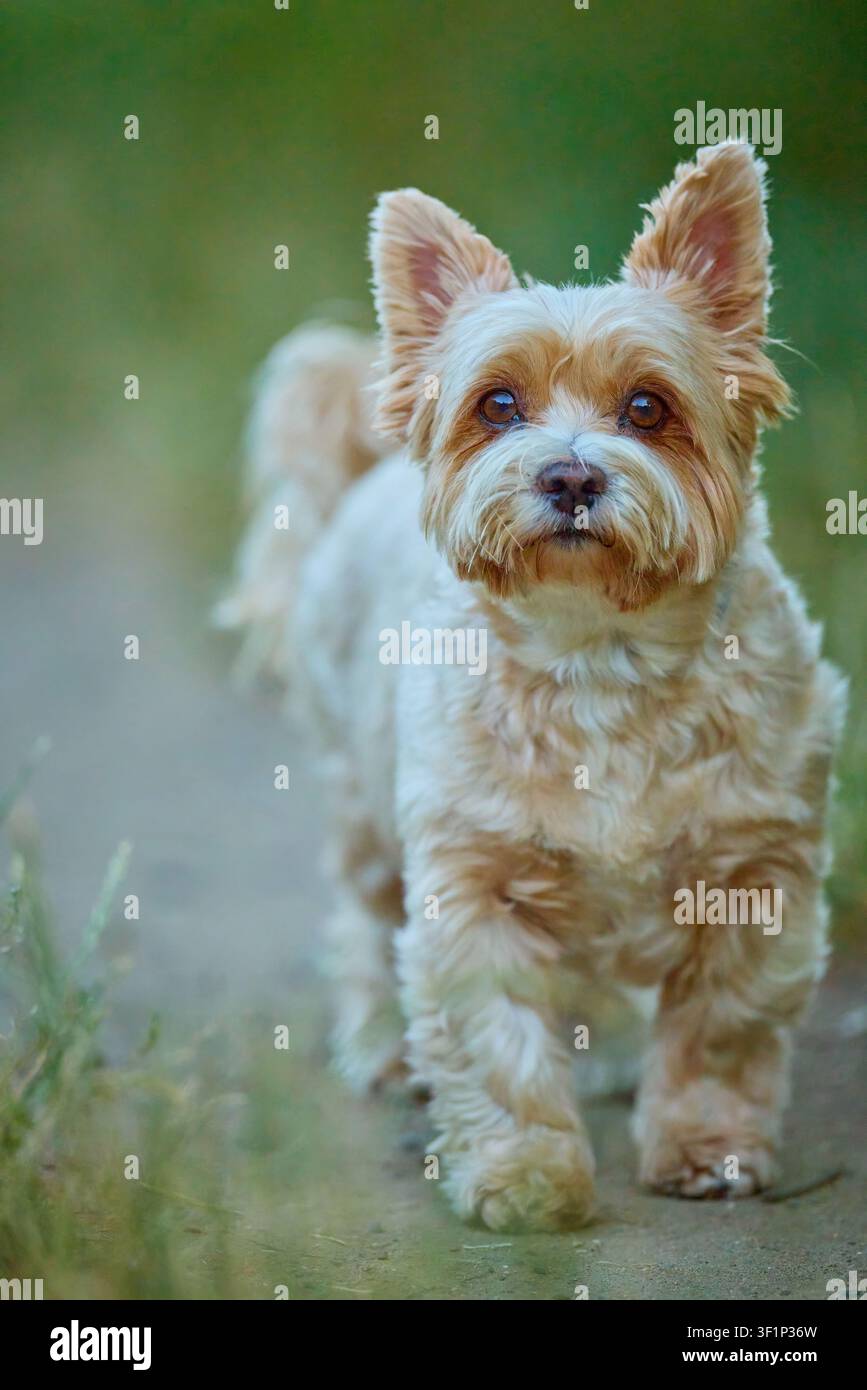 Yorkshire Terrier curieux observant les alentours sur un sentier dans l'herbe verte Banque D'Images
