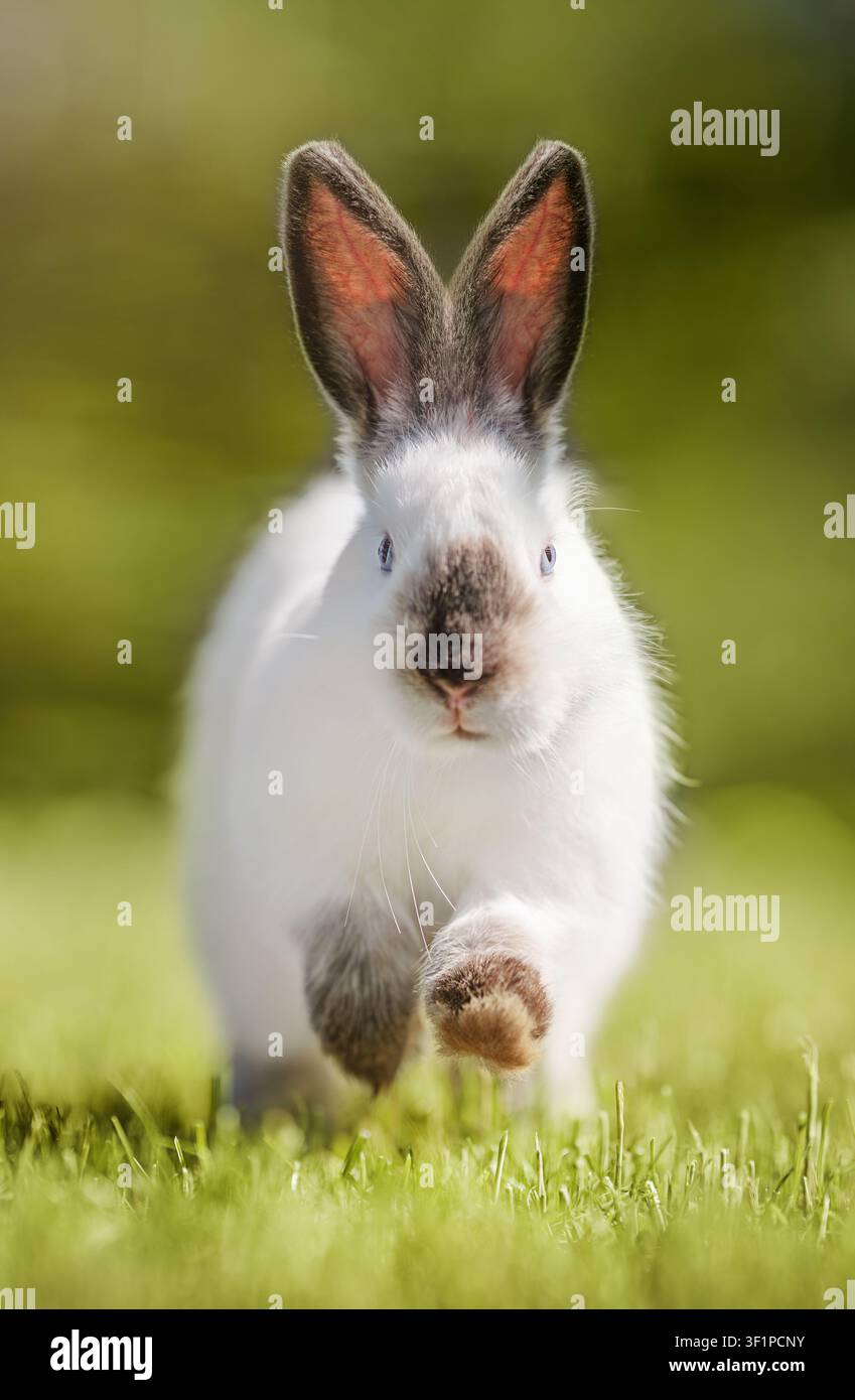 Lapin blanc mignon marchant sur de l'herbe verte, portrait adorable de lapin en plein air avec un fond flou doux. Banque D'Images