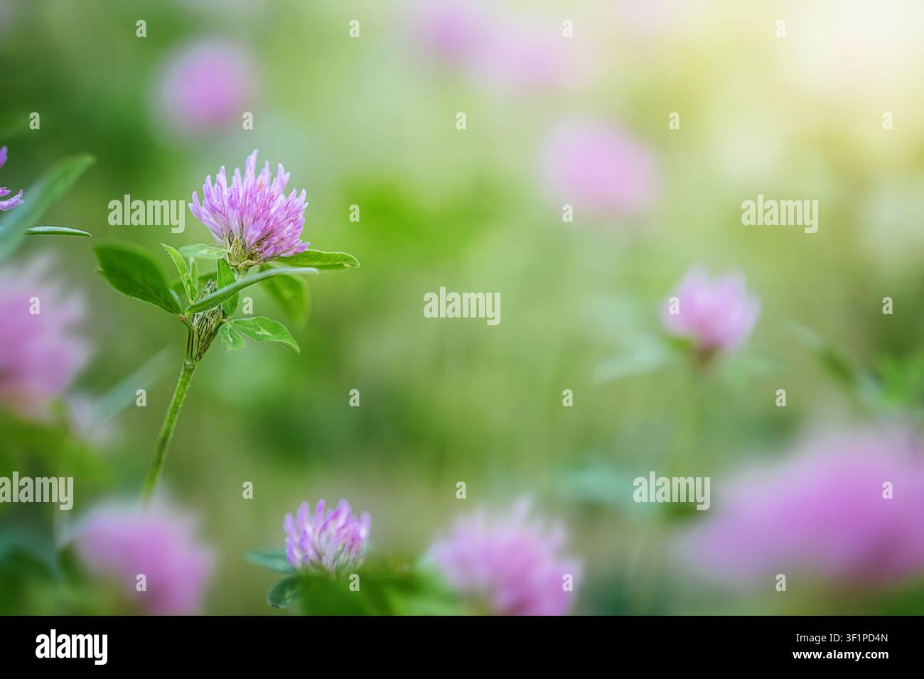 Fleur de trèfle rouge dans une prairie avec un fond flou vert doux Banque D'Images
