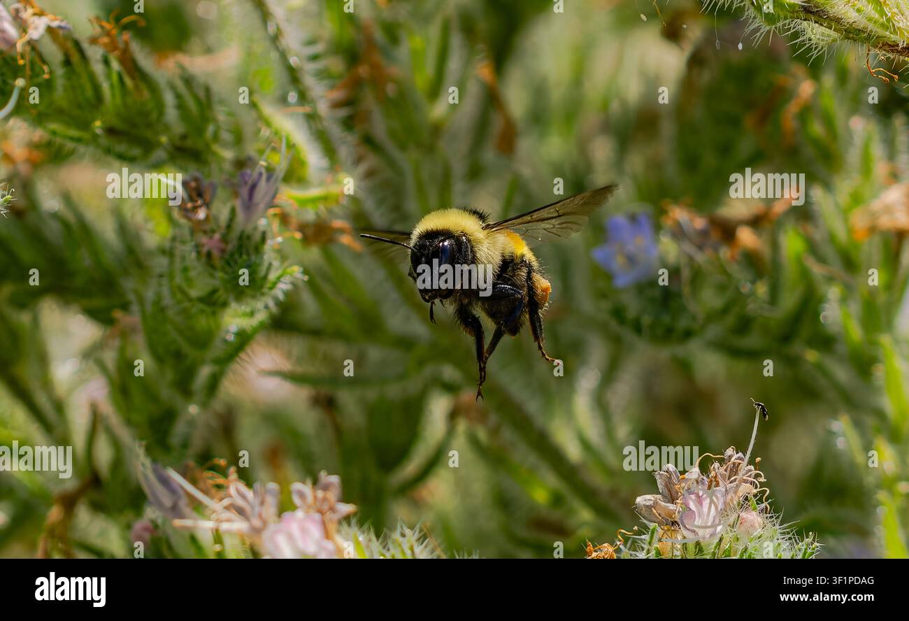 Gros plan d’une bourdonne en plein vol : un pollinisateur duveteux avec des corbeilles à pollen sur ses pattes planant parmi des tiges vertes et épineuses et des fleurs délicates. Dyna Banque D'Images