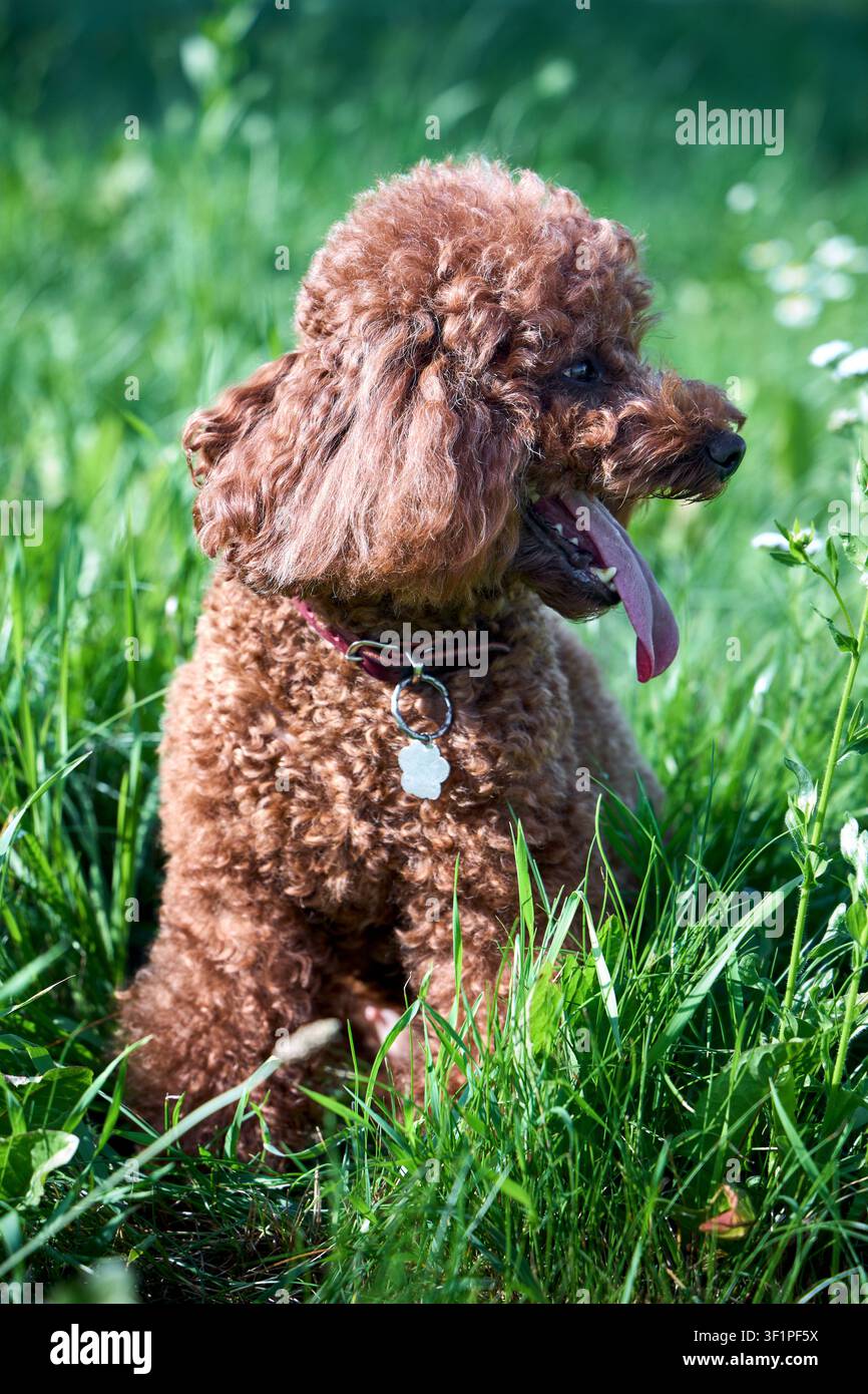Adorable caniche jouet rouge au pelage bouclé et dense assis dans l'herbe verte vibrante par une journée ensoleillée. Petit animal de compagnie joyeux haletant avec la langue tirée, portant un collier avec Banque D'Images