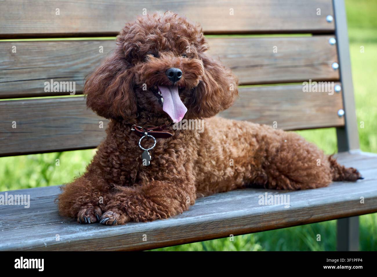 Pudel brun joyeux au pelage bouclé épais repose sur un banc en bois dans le parc. Le chien heureux montre sa langue rose et porte un collier en cuir avec une étiquette en argent. Ensoleillé Banque D'Images