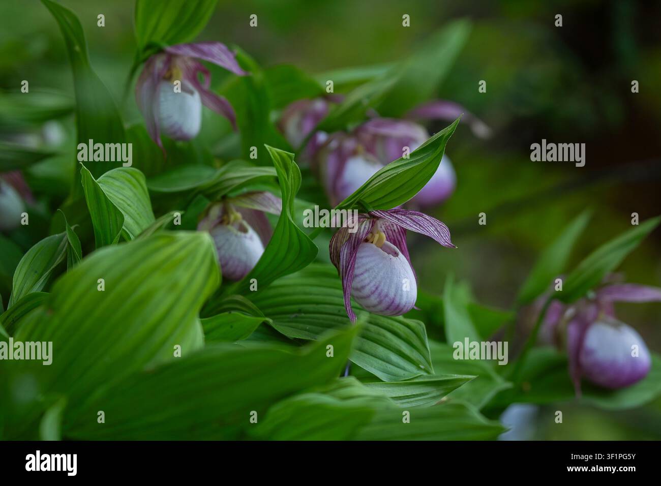 Cypripedium 'Sabine' (Orchidée sabotière) présentant plusieurs fleurs roses et blanches en forme de sabot parmi un feuillage vert luxuriant. Gros plan botanique. Banque D'Images