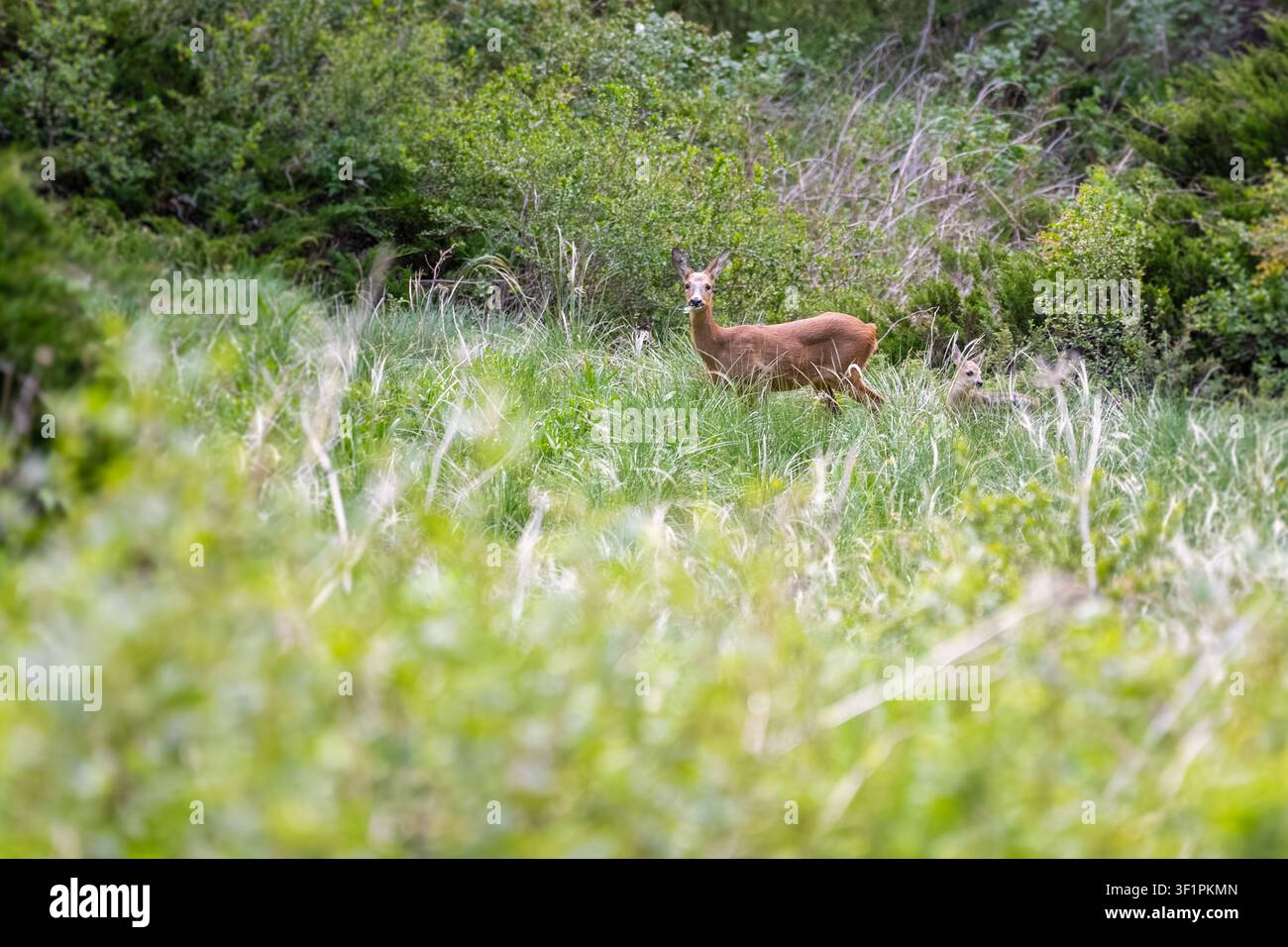 Chevreuil et faon camouflés dans une haute herbe verte sur une colline à Zermatt, Suisse Banque D'Images