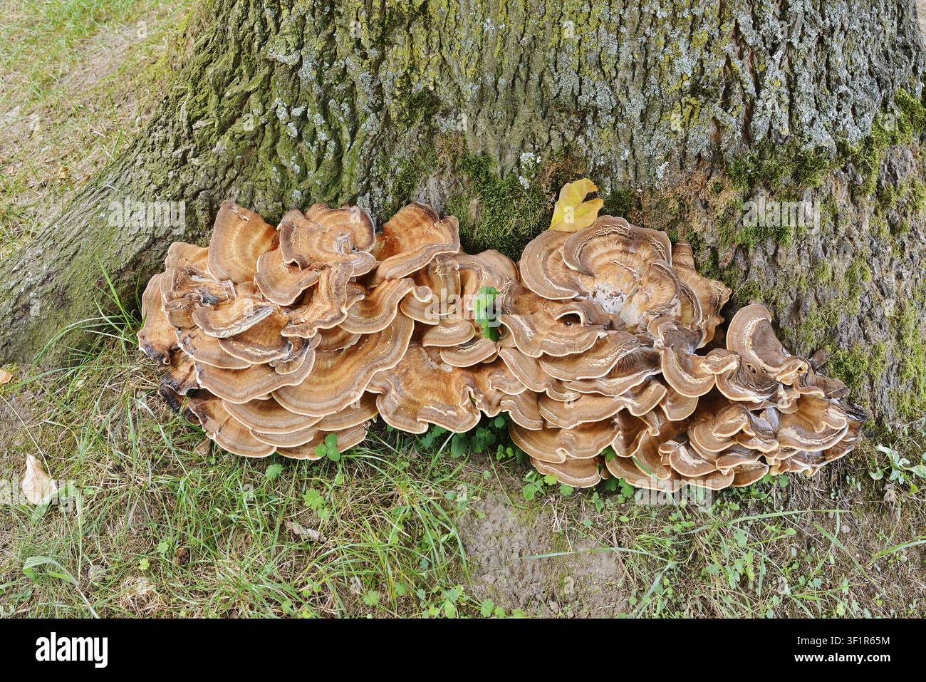 Polypore géant (Meripilus giganteus) à la base d’un chêne pédonculé, Rhénanie-du-Nord-Westphalie, Allemagne Banque D'Images