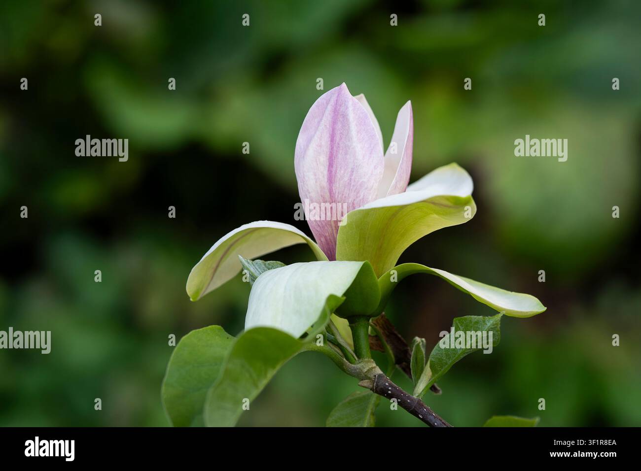 Fleur de Magnolia × brooklynensis 'Judy Zuk' en floraison avec des pétales blanc crème rosé. Gros plan botanique d'une magnolia hybride rare. Banque D'Images