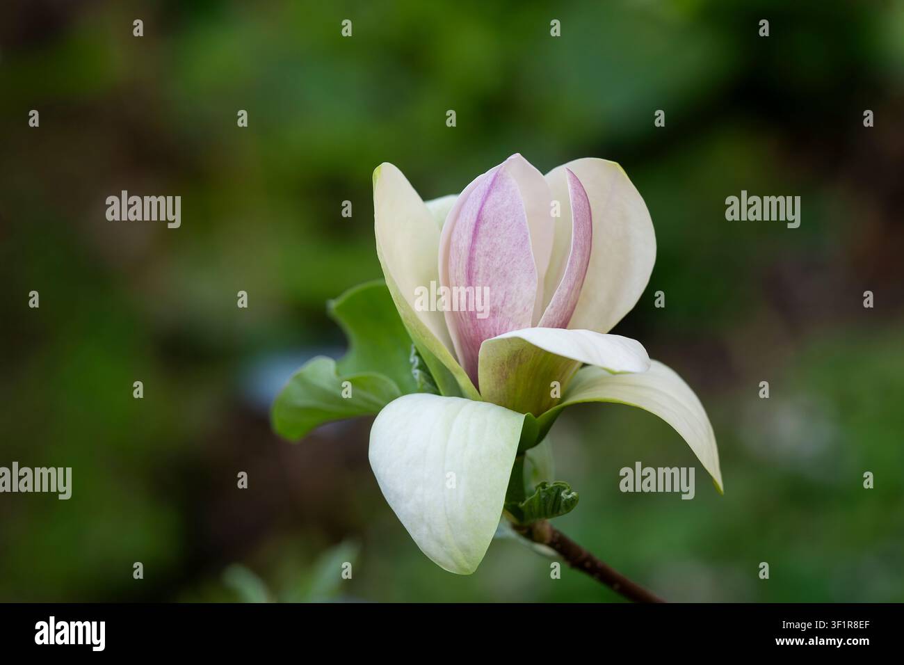 Fleur de Magnolia × brooklynensis 'Judy Zuk' en floraison avec des pétales blanc crème rosé. Gros plan botanique d'une magnolia hybride rare. Banque D'Images